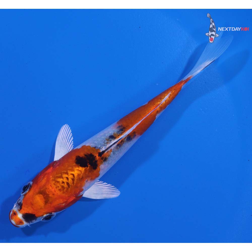 5” Imported Yamato Nishiki