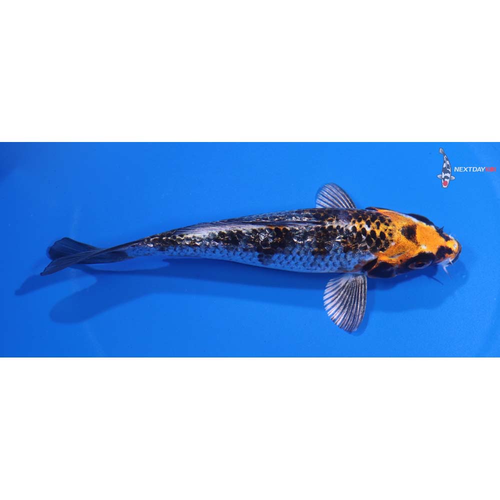 5” Imported Gin Rin Kujaku
