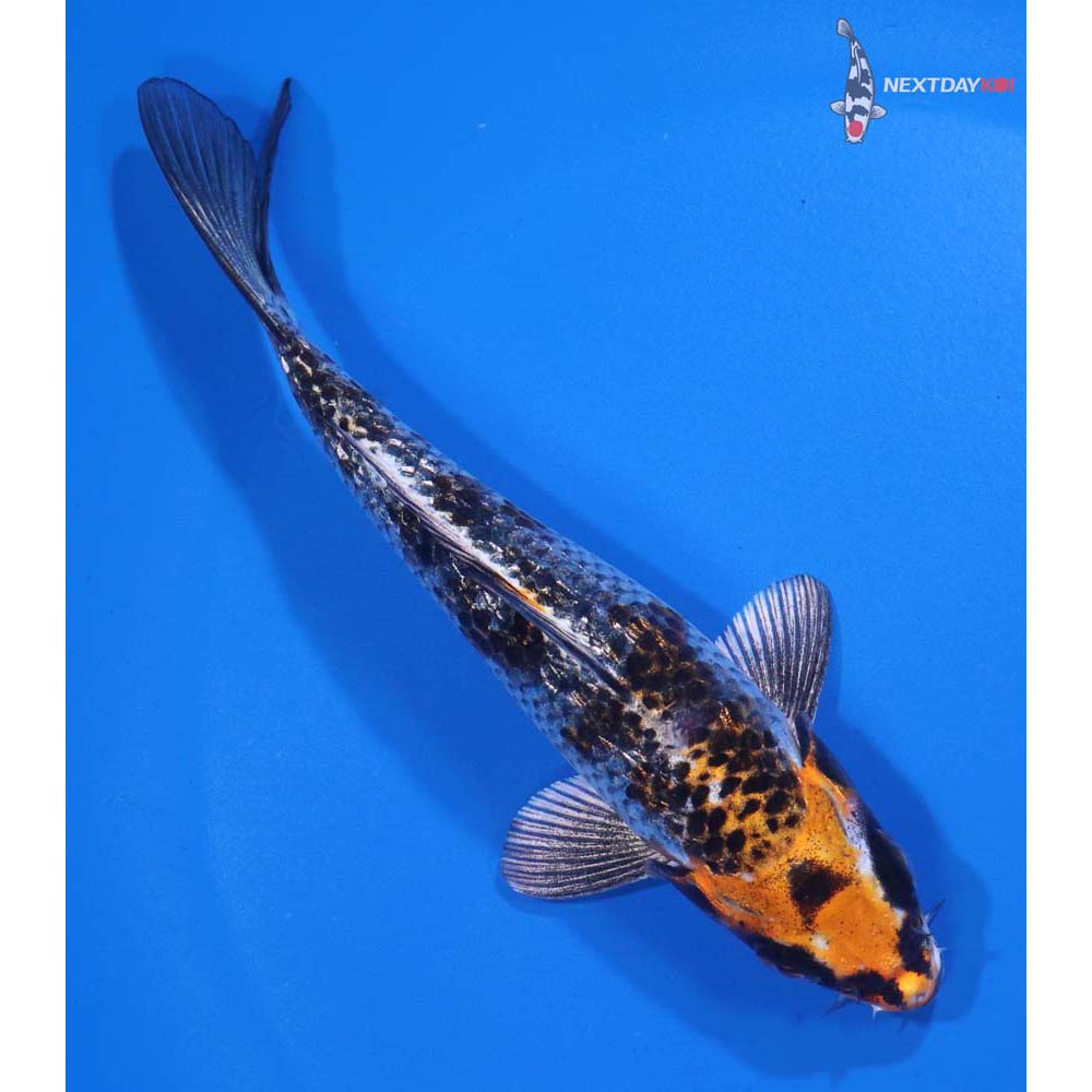 5” Imported Gin Rin Kujaku