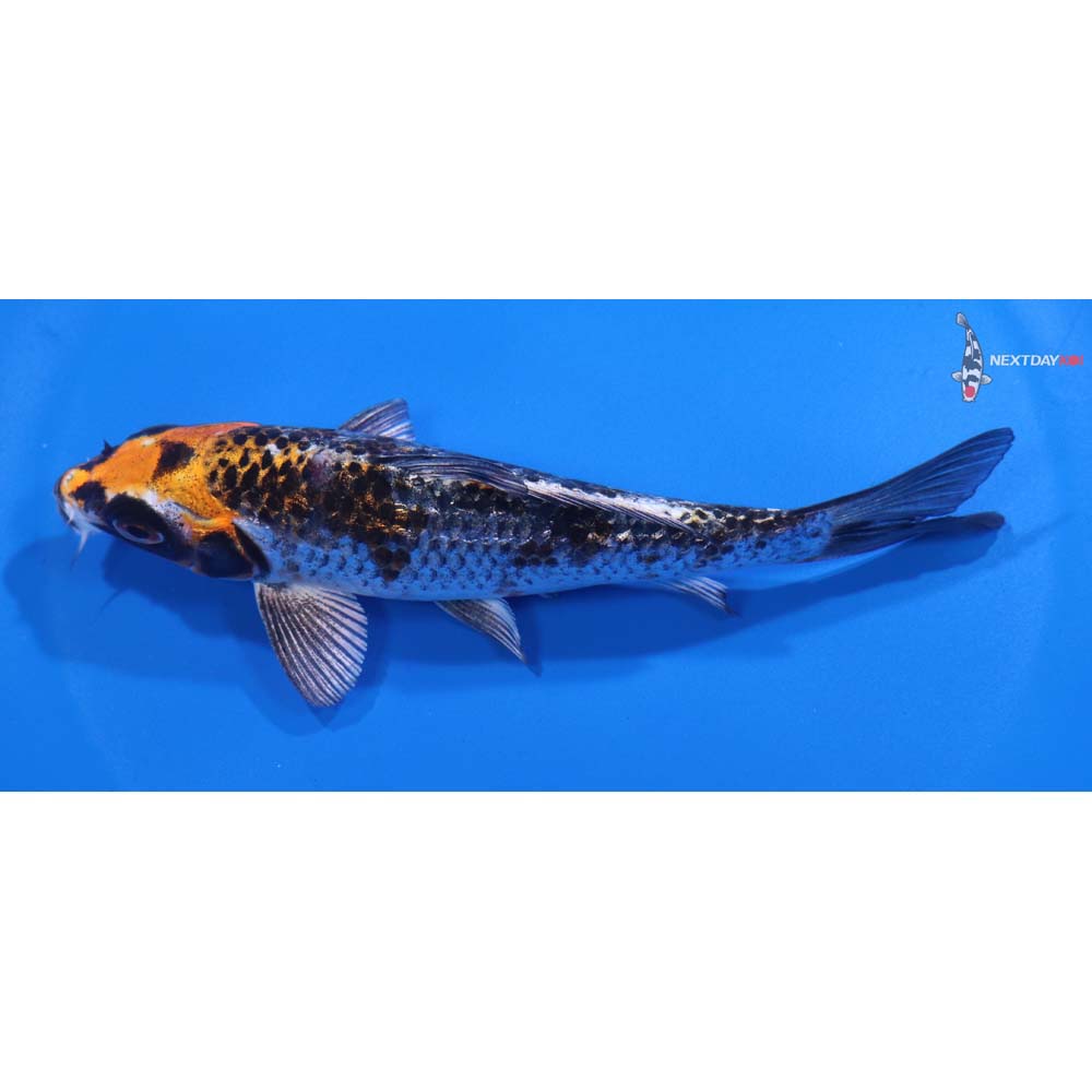 5” Imported Gin Rin Kujaku