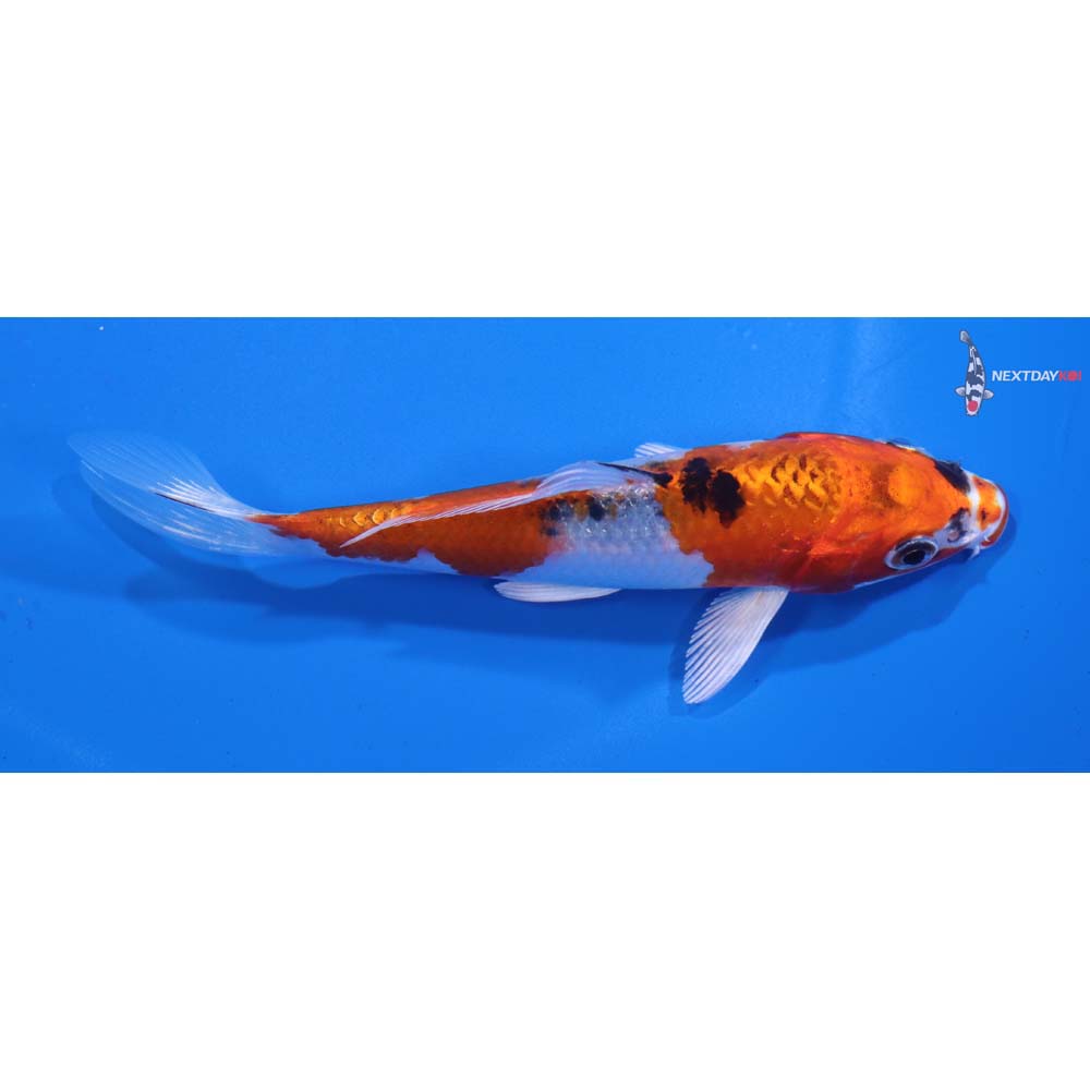 5” Imported Yamato Nishiki