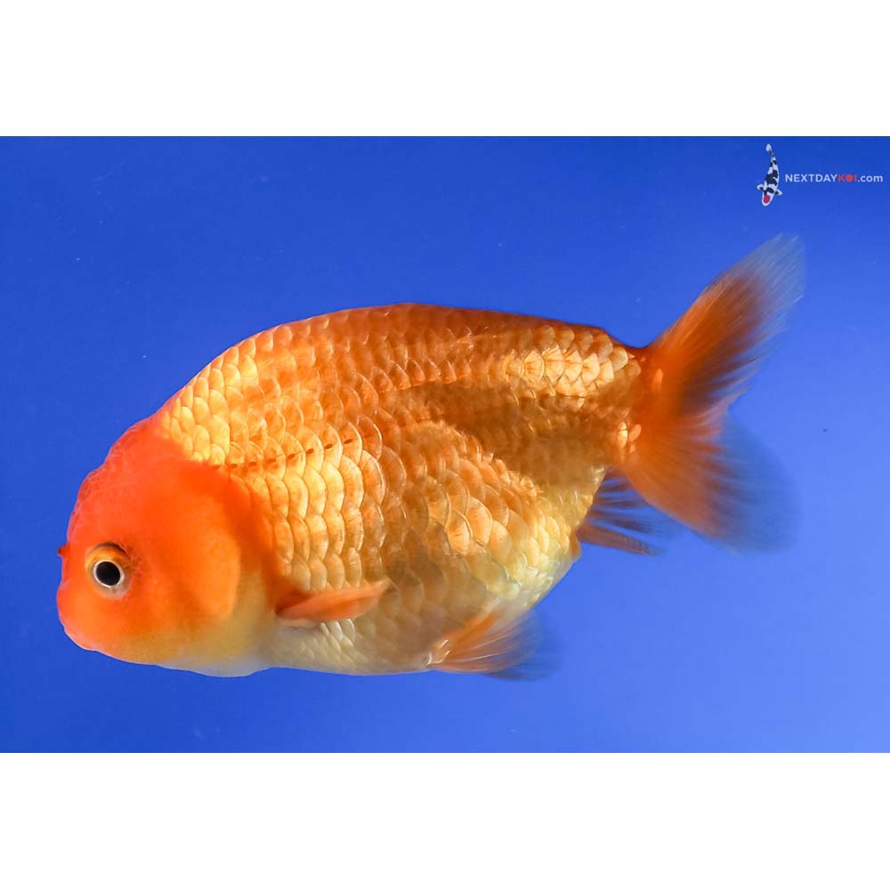 4” Imported Red Ranchu