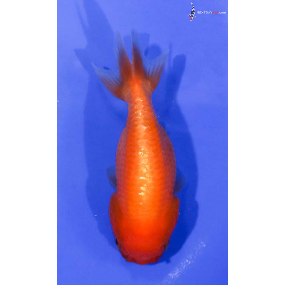 4” Imported Red Ranchu