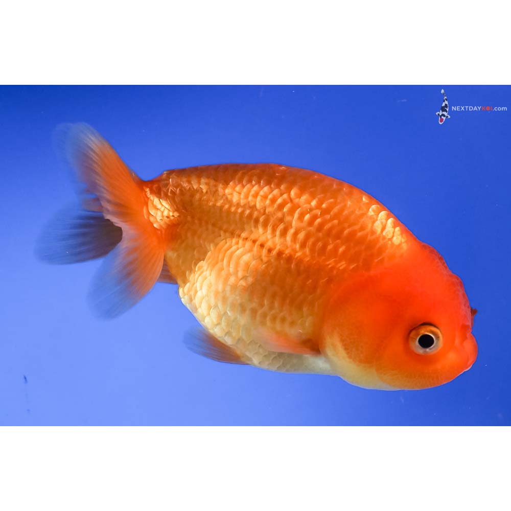 4” Imported Red Ranchu