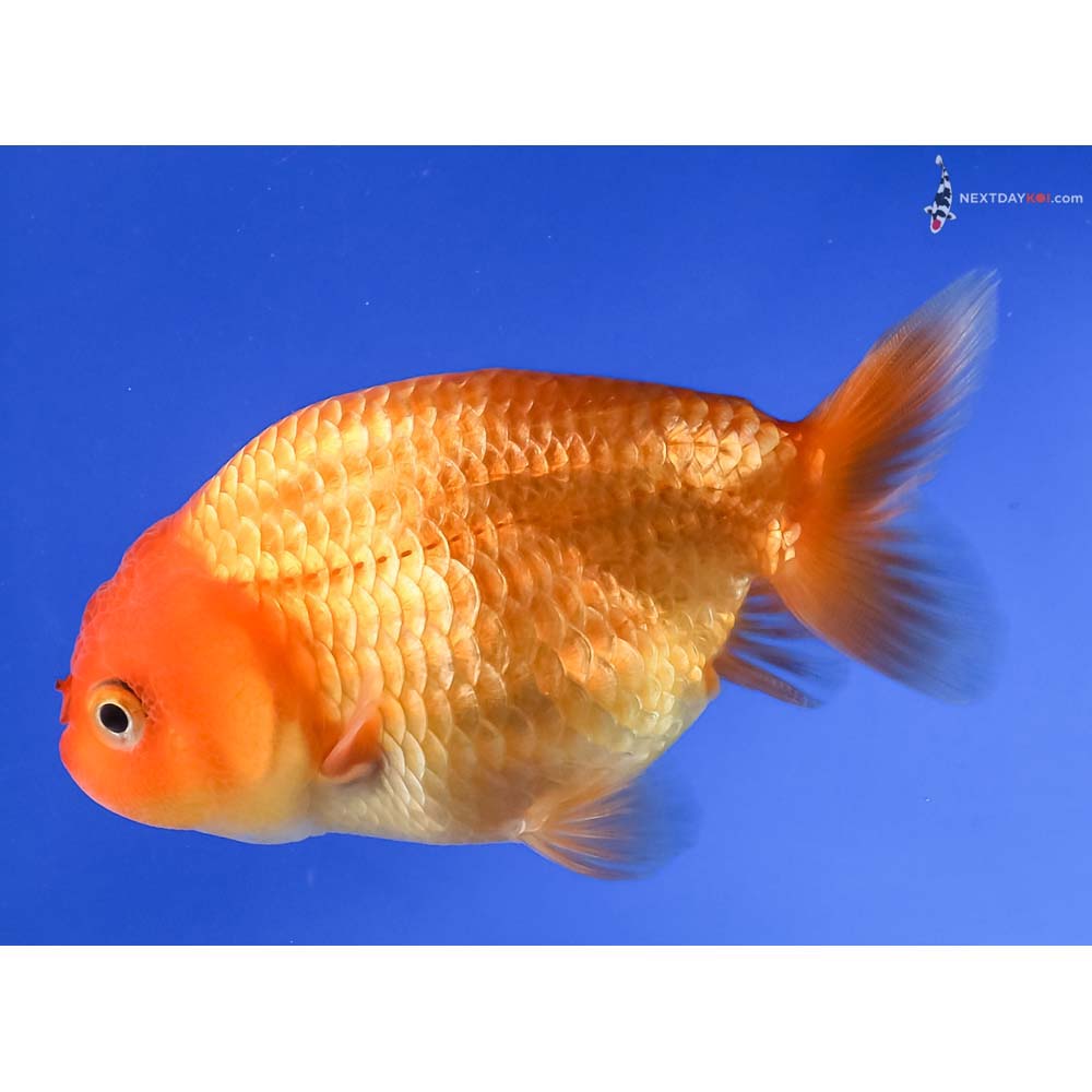 4” Imported Red Ranchu