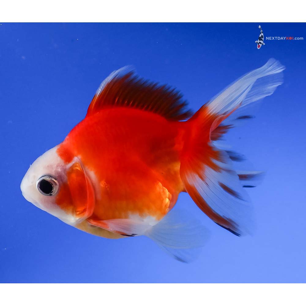 3.5” Imported Red and White Ryukin