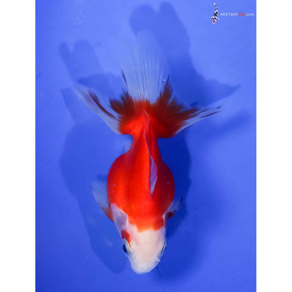 3.5” Imported Red and White Ryukin
