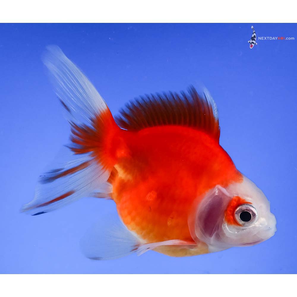 3.5” Imported Red and White Ryukin