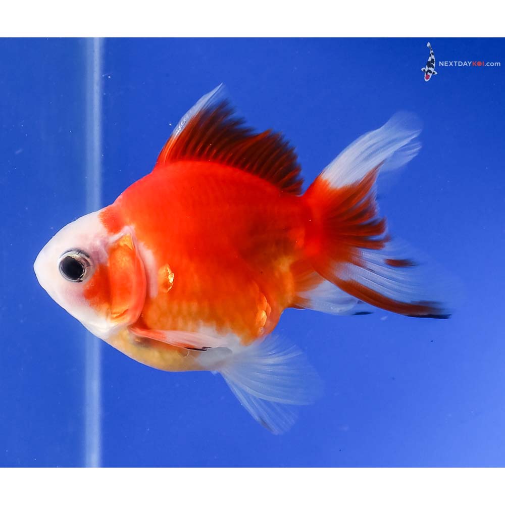 3.5” Imported Red and White Ryukin
