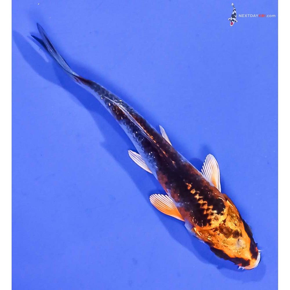 3” Imported Kujaku
