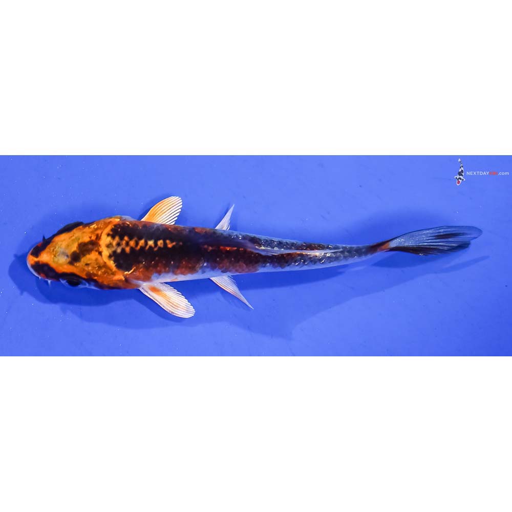 3” Imported Kujaku