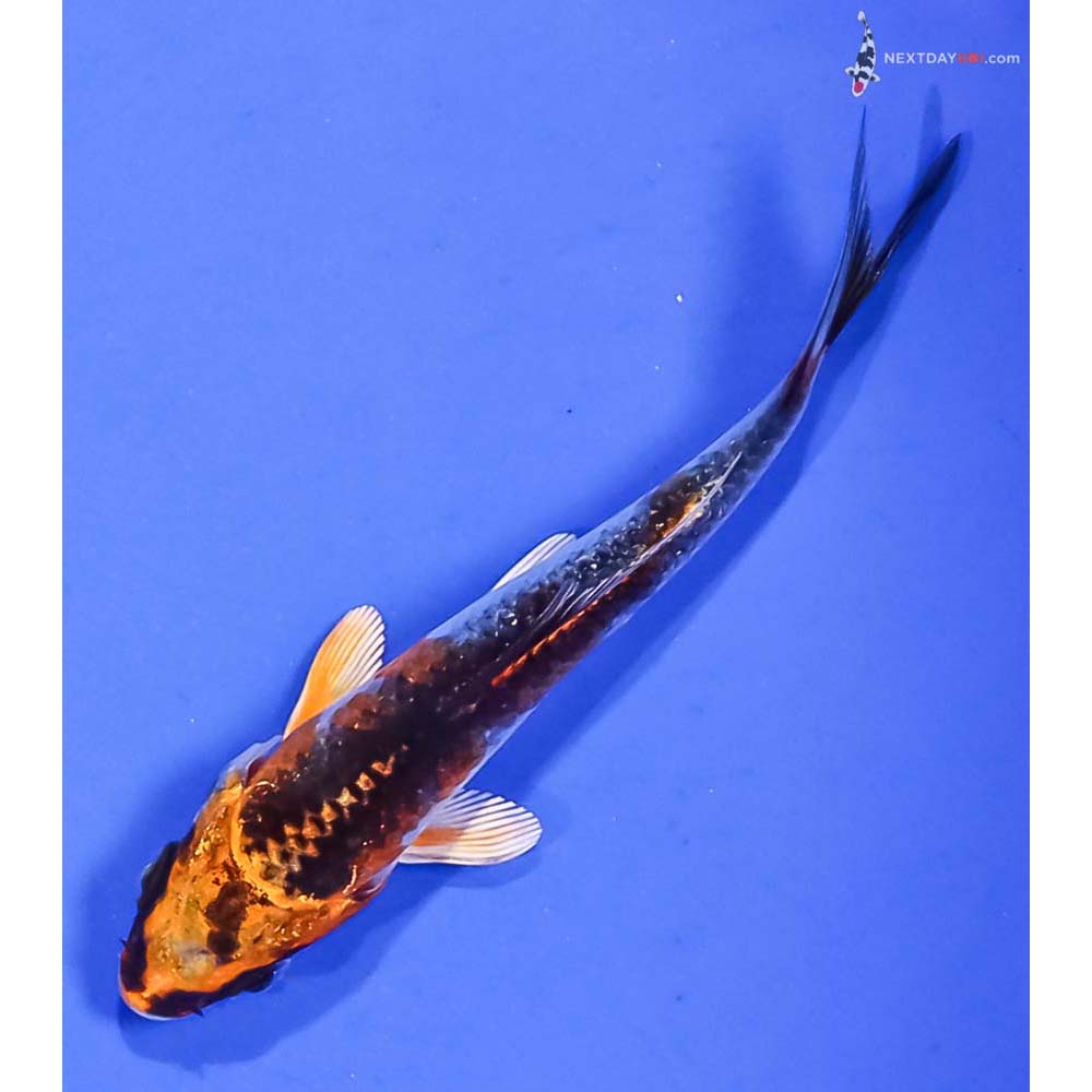 3” Imported Kujaku