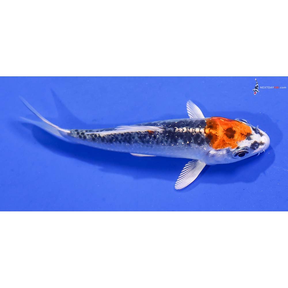 3” Imported Kujaku