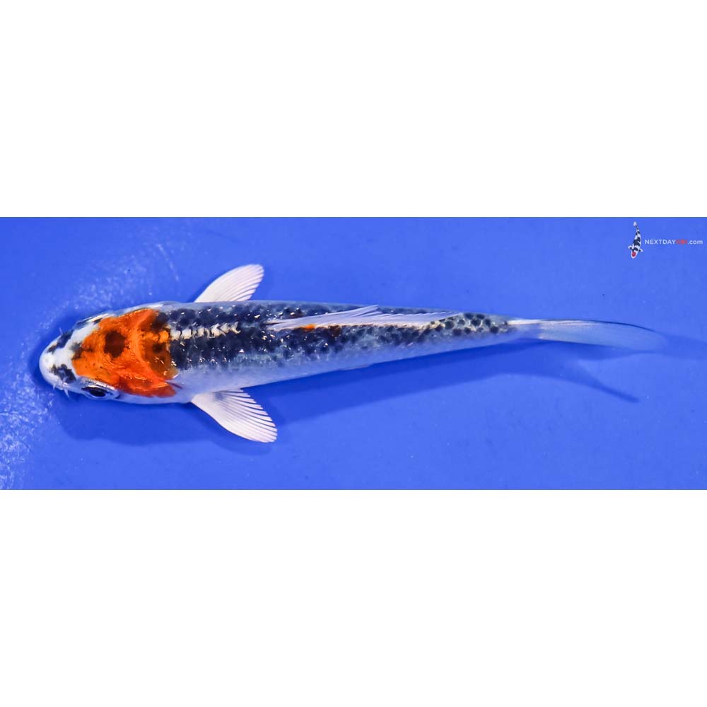 3” Imported Kujaku