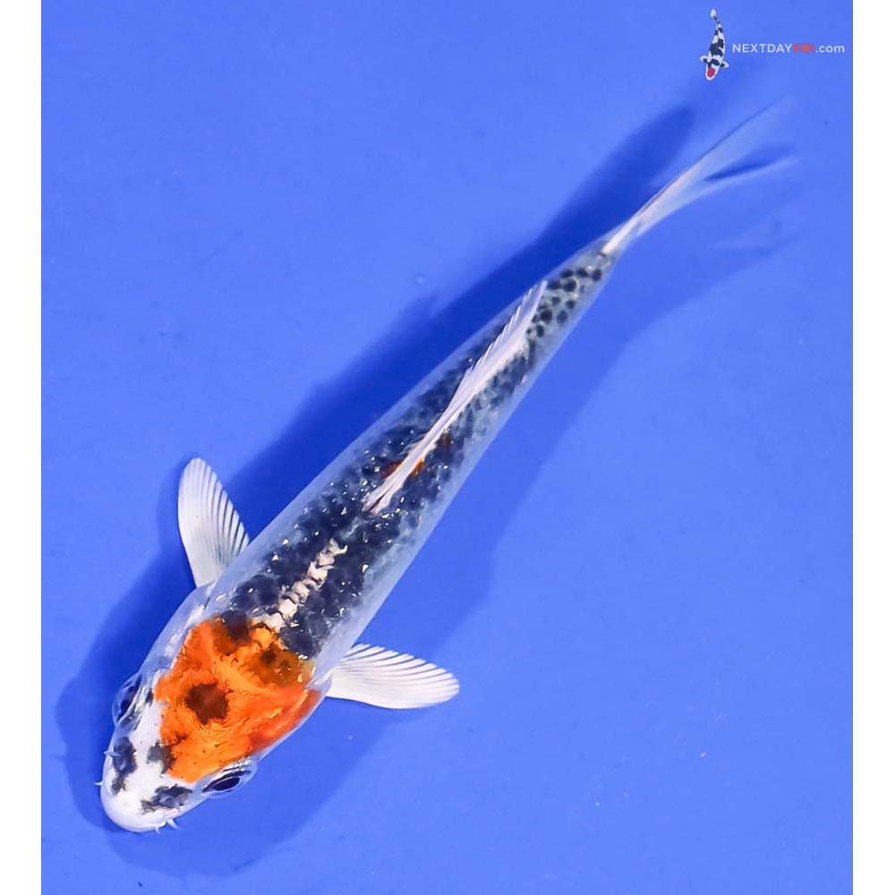 3” Imported Kujaku