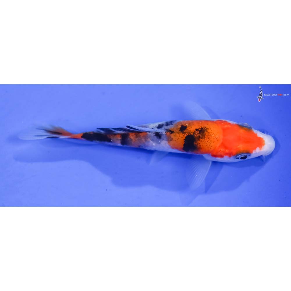 3.5” Imported Sanke