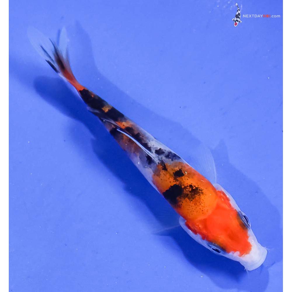 3.5” Imported Sanke