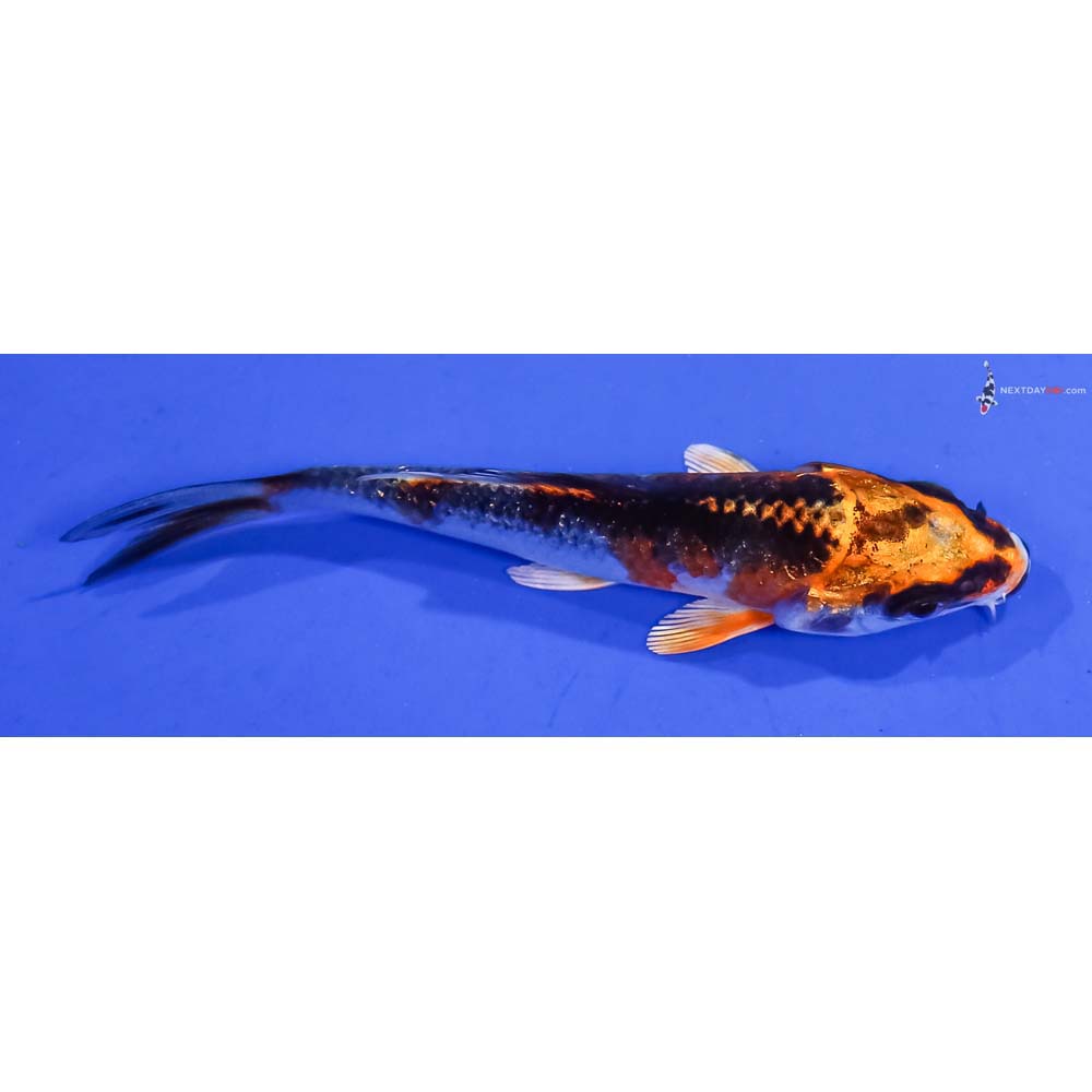 3” Imported Kujaku