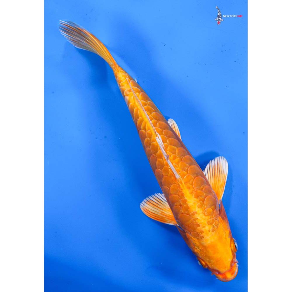 8.5” Imported Armor Scaled Orenji Ogon
