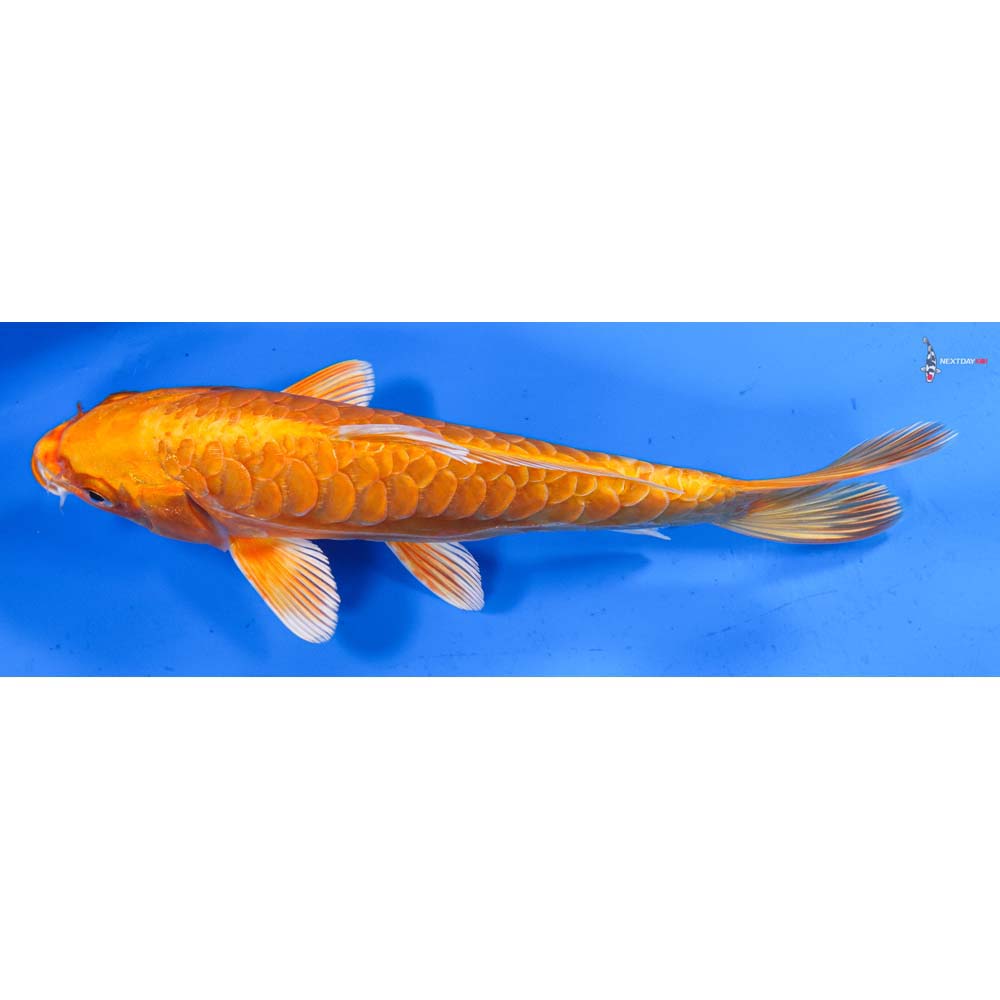 8.5” Imported Armor Scaled Orenji Ogon