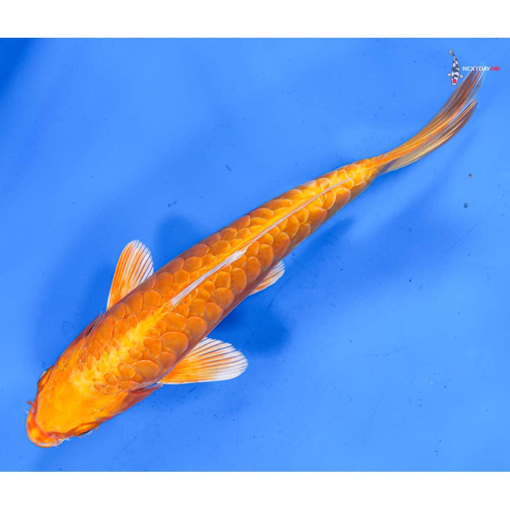 8.5” Imported Armor Scaled Orenji Ogon