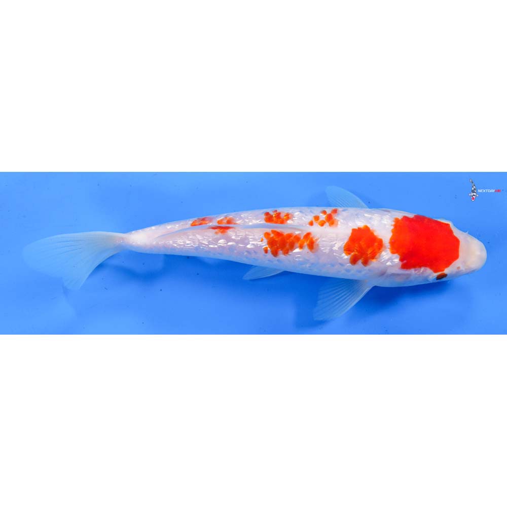 9” Imported Gin Rin Kohaku
