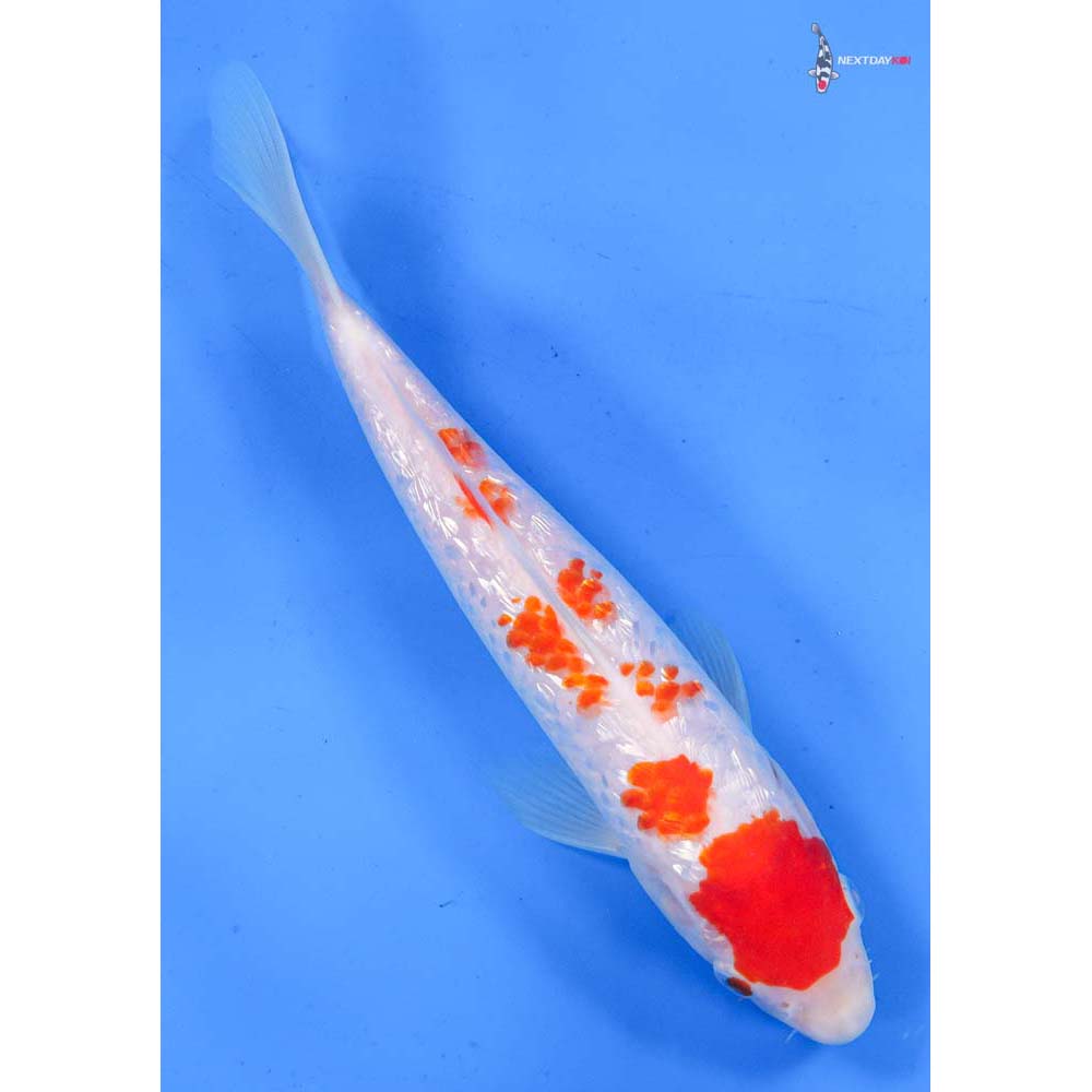 9” Imported Gin Rin Kohaku