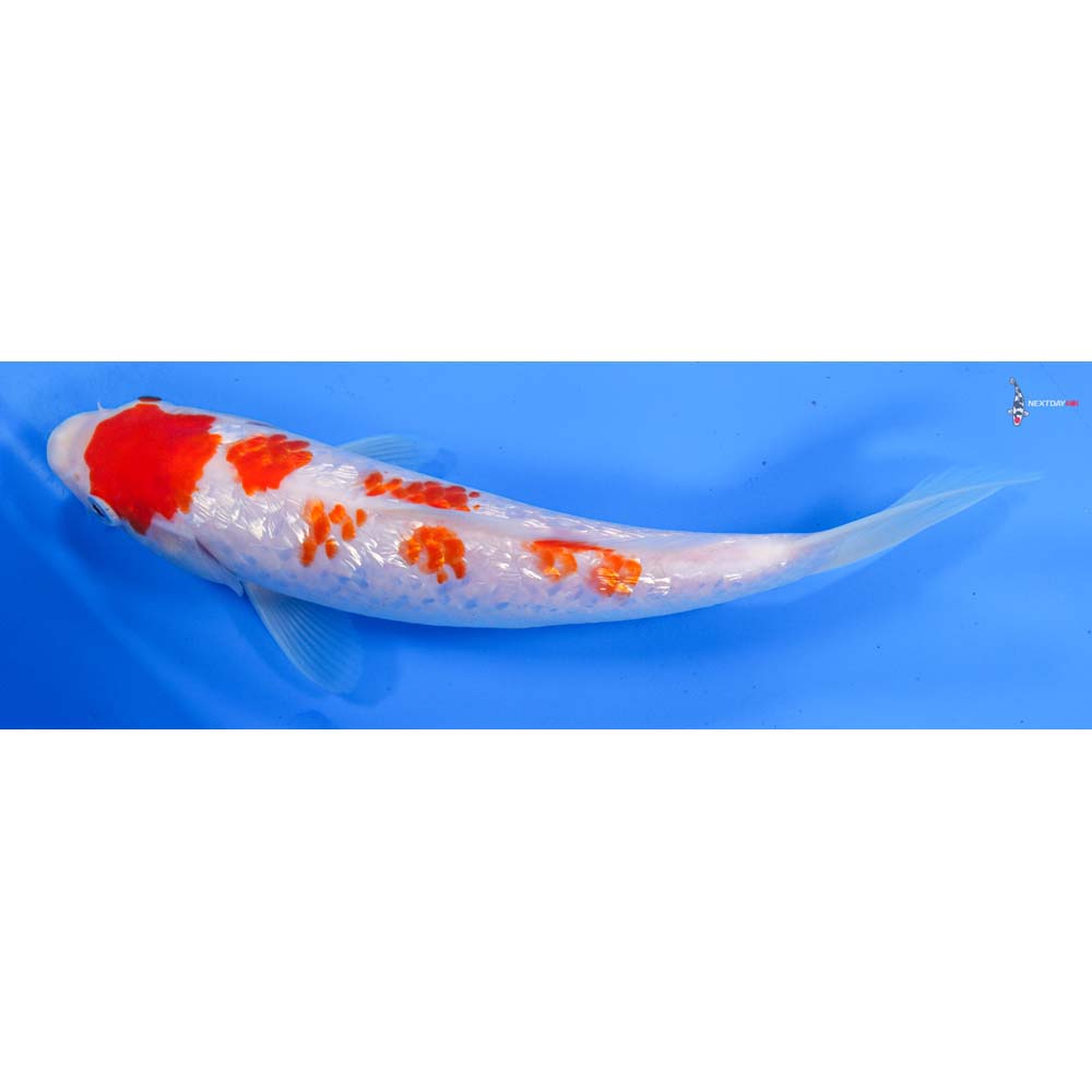 9” Imported Gin Rin Kohaku