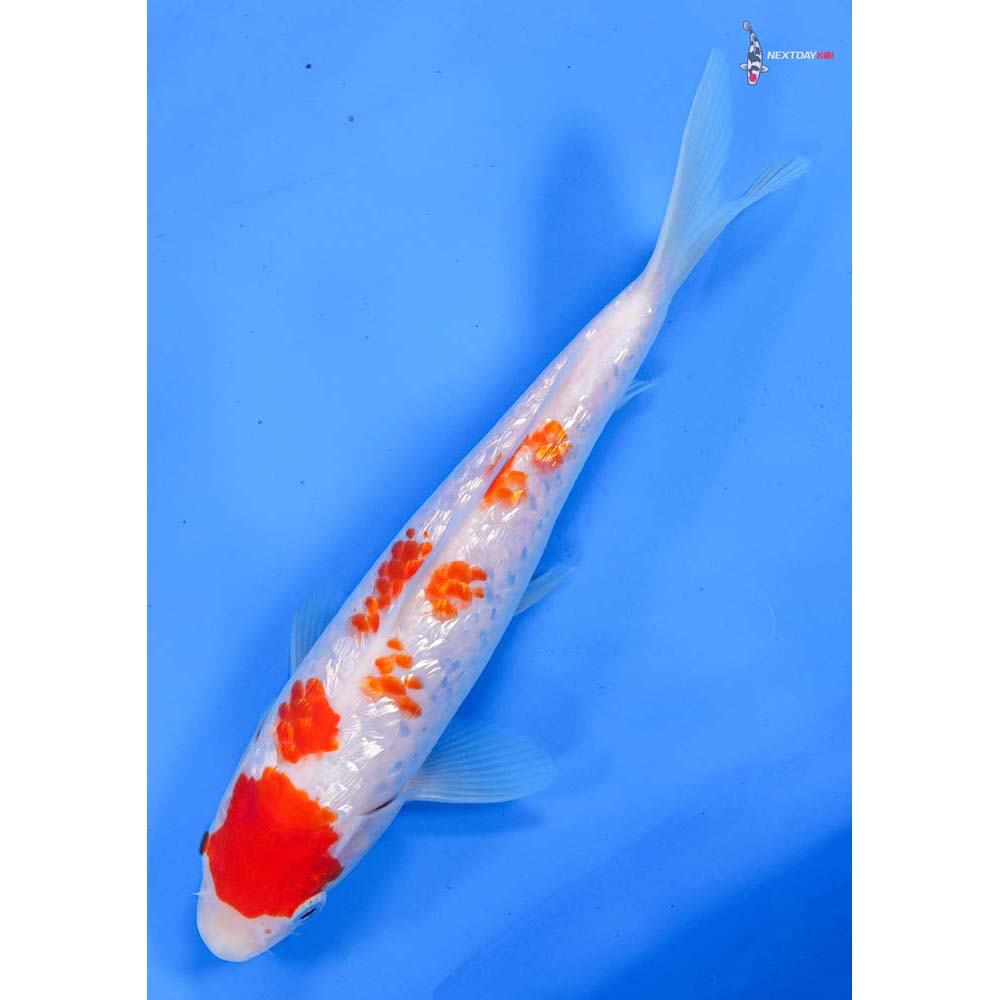 9” Imported Gin Rin Kohaku