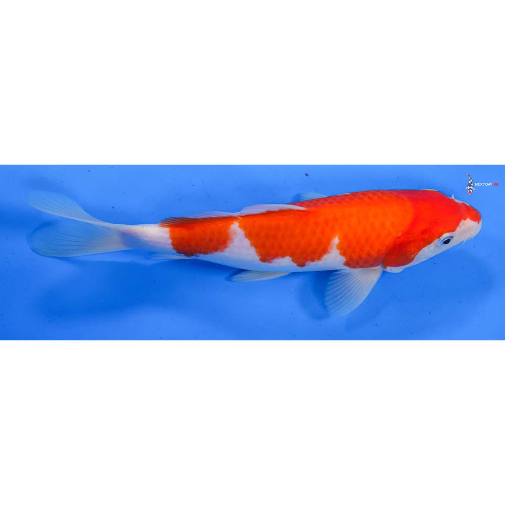 9” Imported Kohaku