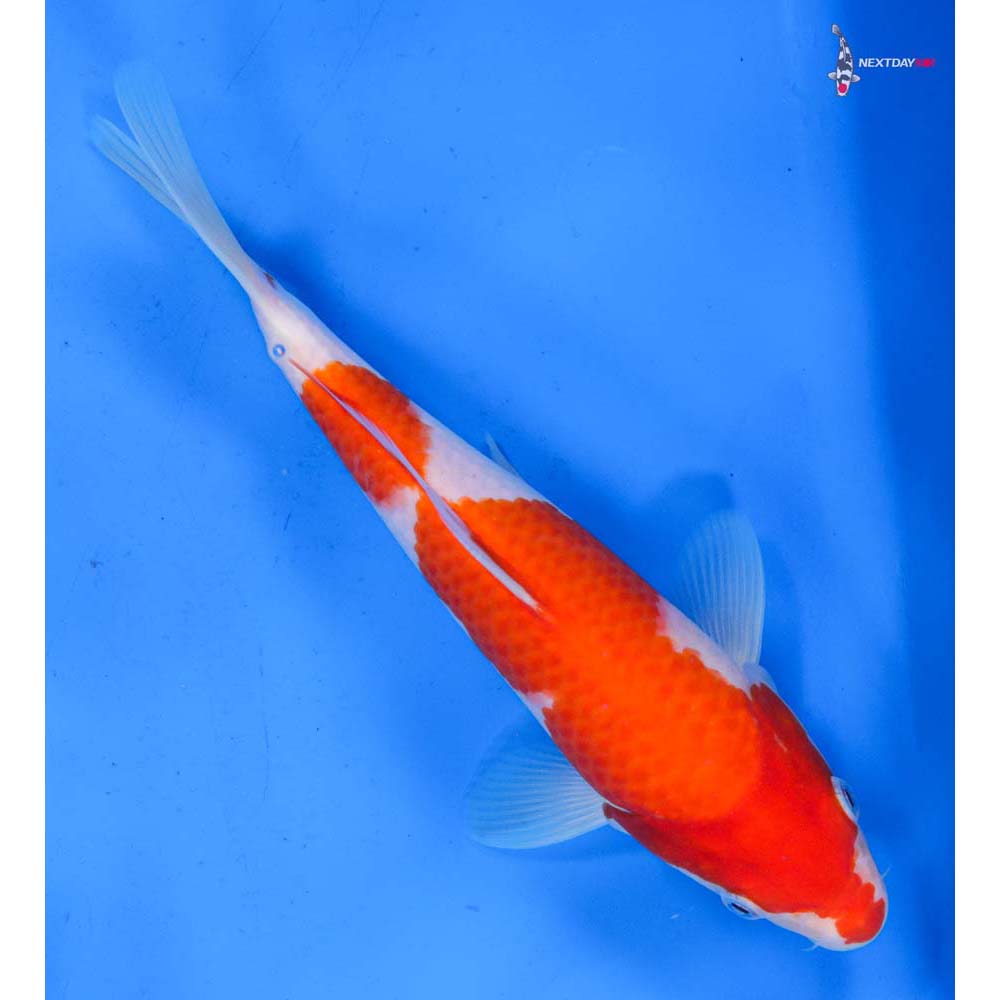 9” Imported Kohaku