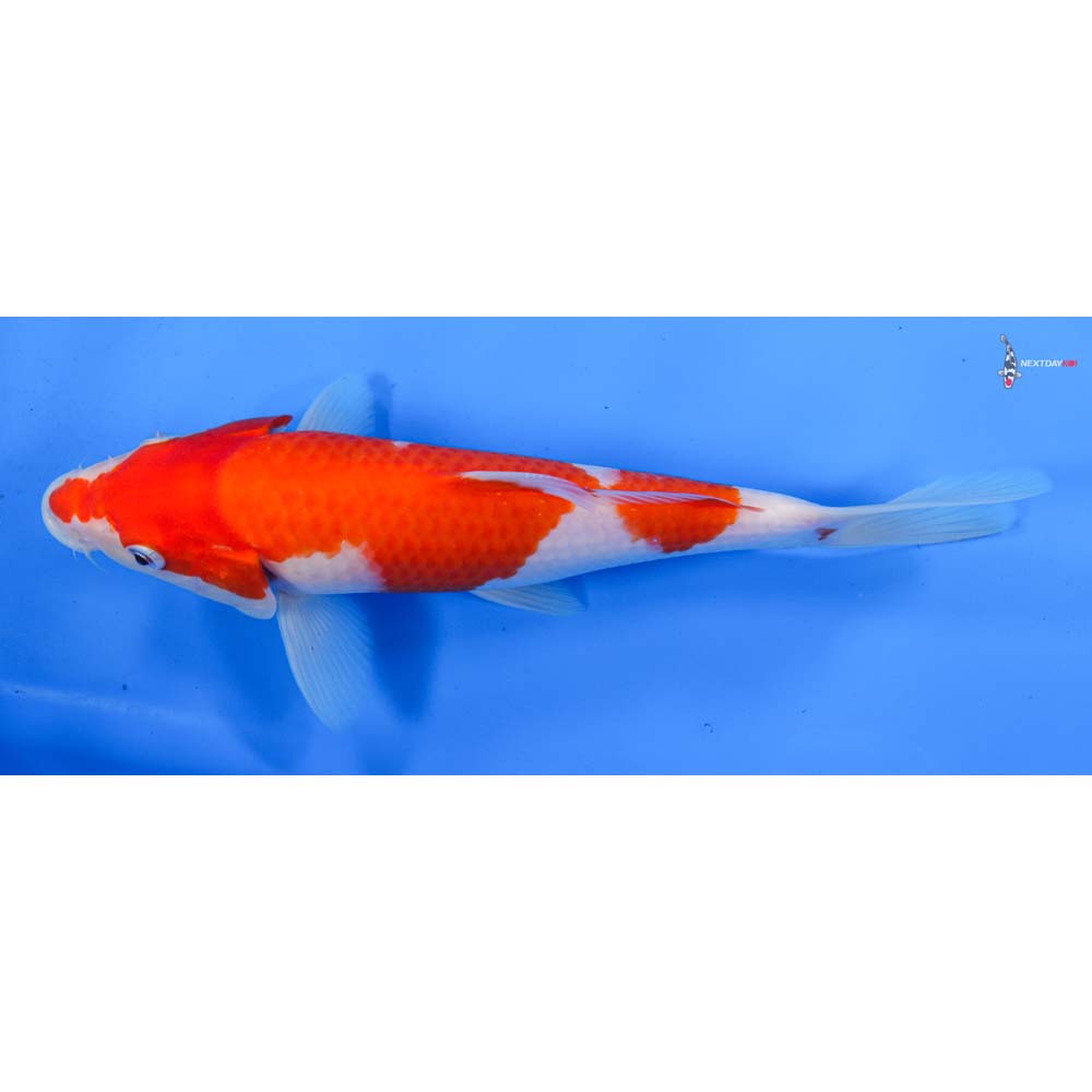 9” Imported Kohaku