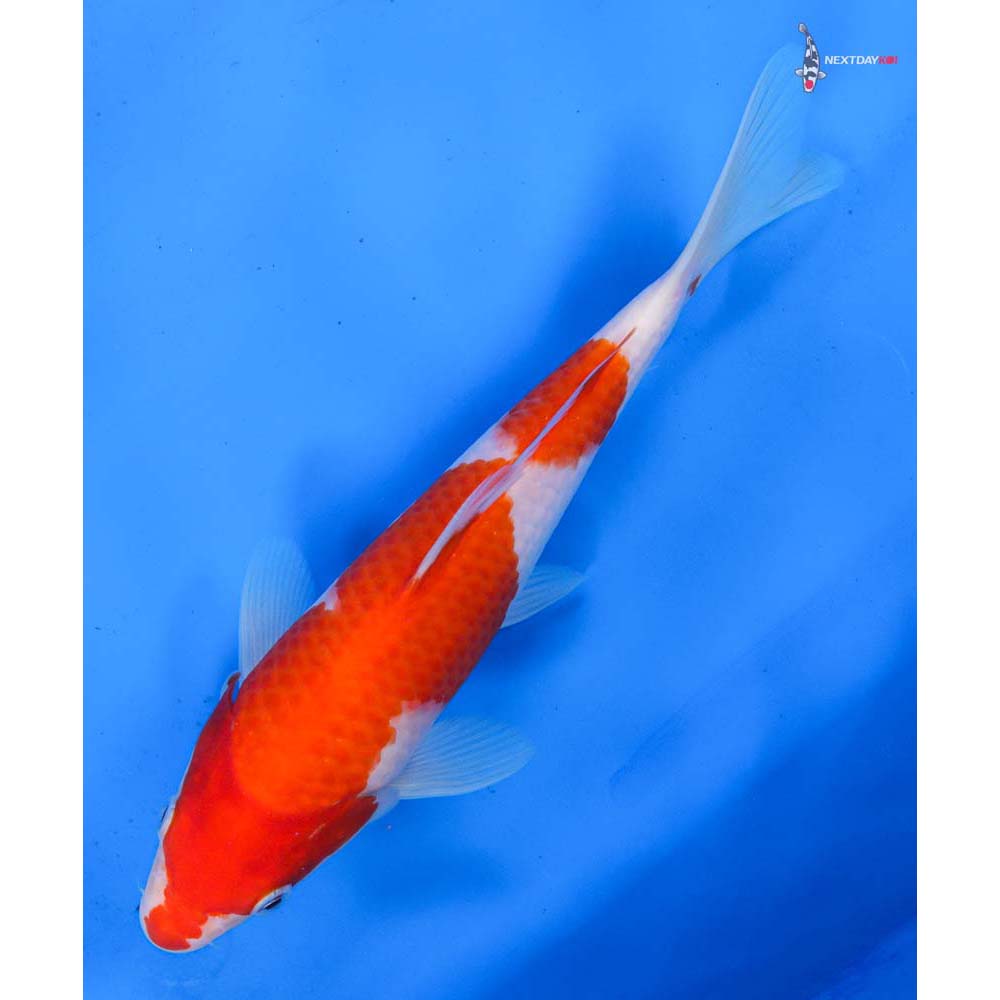 9” Imported Kohaku