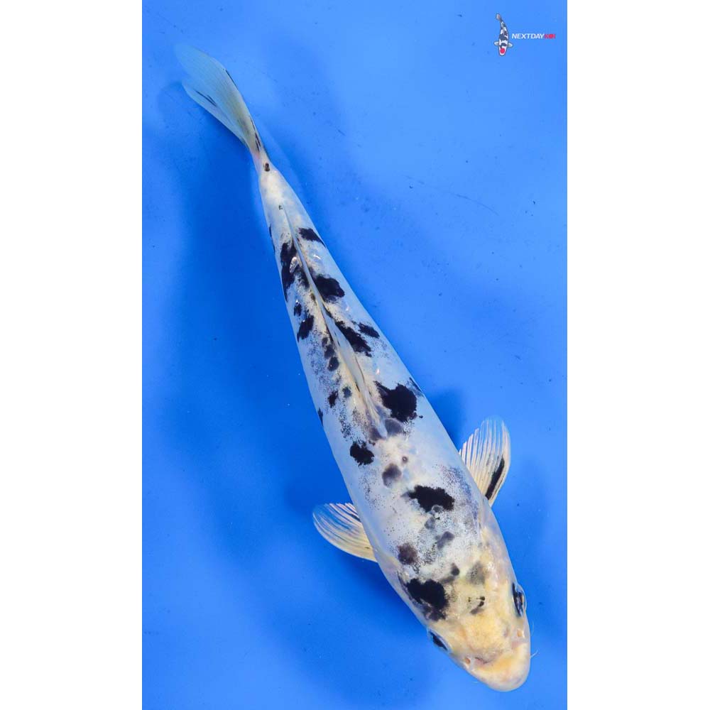 9” Imported Doitsu Gin Shiro Bekko