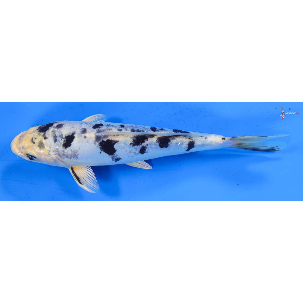 9” Imported Doitsu Gin Shiro Bekko