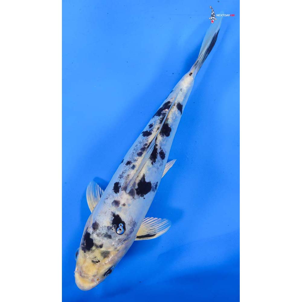 9” Imported Doitsu Gin Shiro Bekko