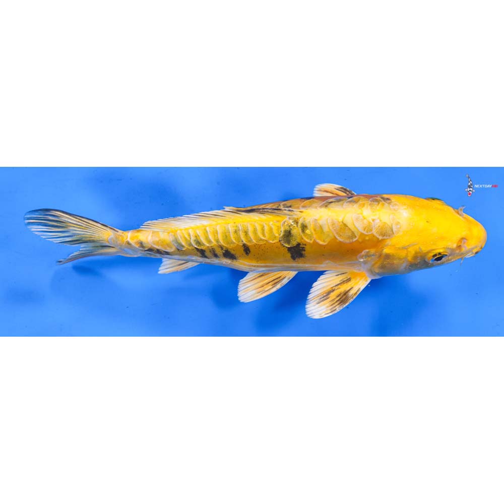 9.5” Imported Doitsu Kin Ki Bekko