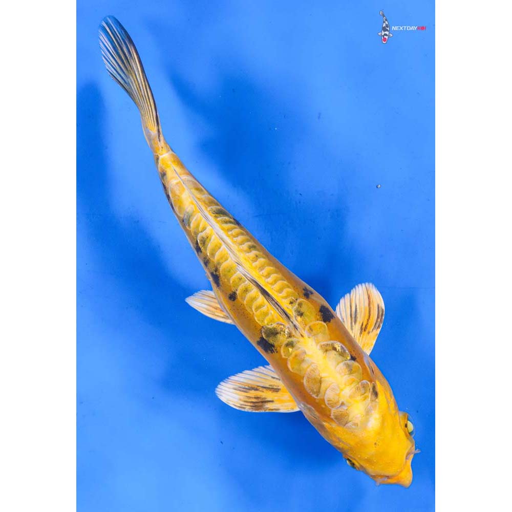 9.5” Imported Doitsu Kin Ki Bekko