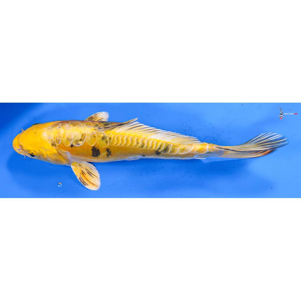 9.5” Imported Doitsu Kin Ki Bekko