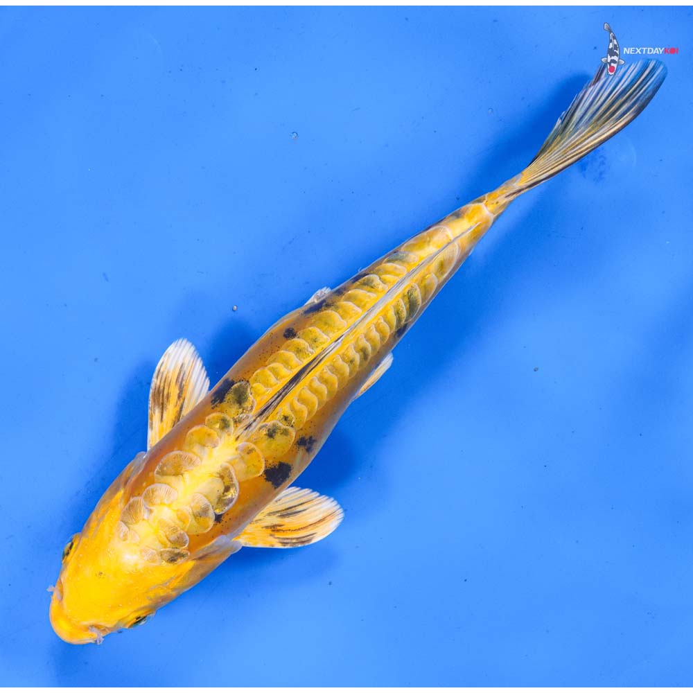 9.5” Imported Doitsu Kin Ki Bekko