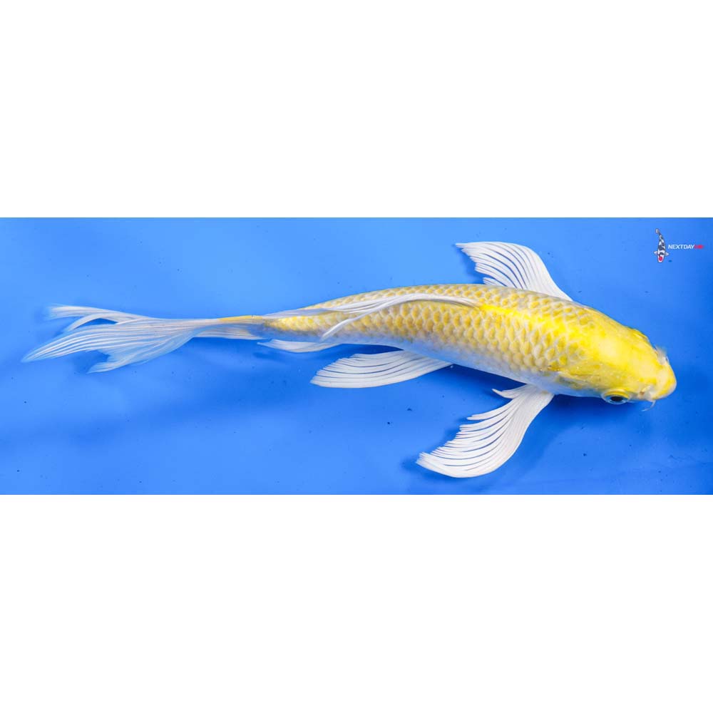 8.5” Imported Lemon Hariwake Butterfly Koi