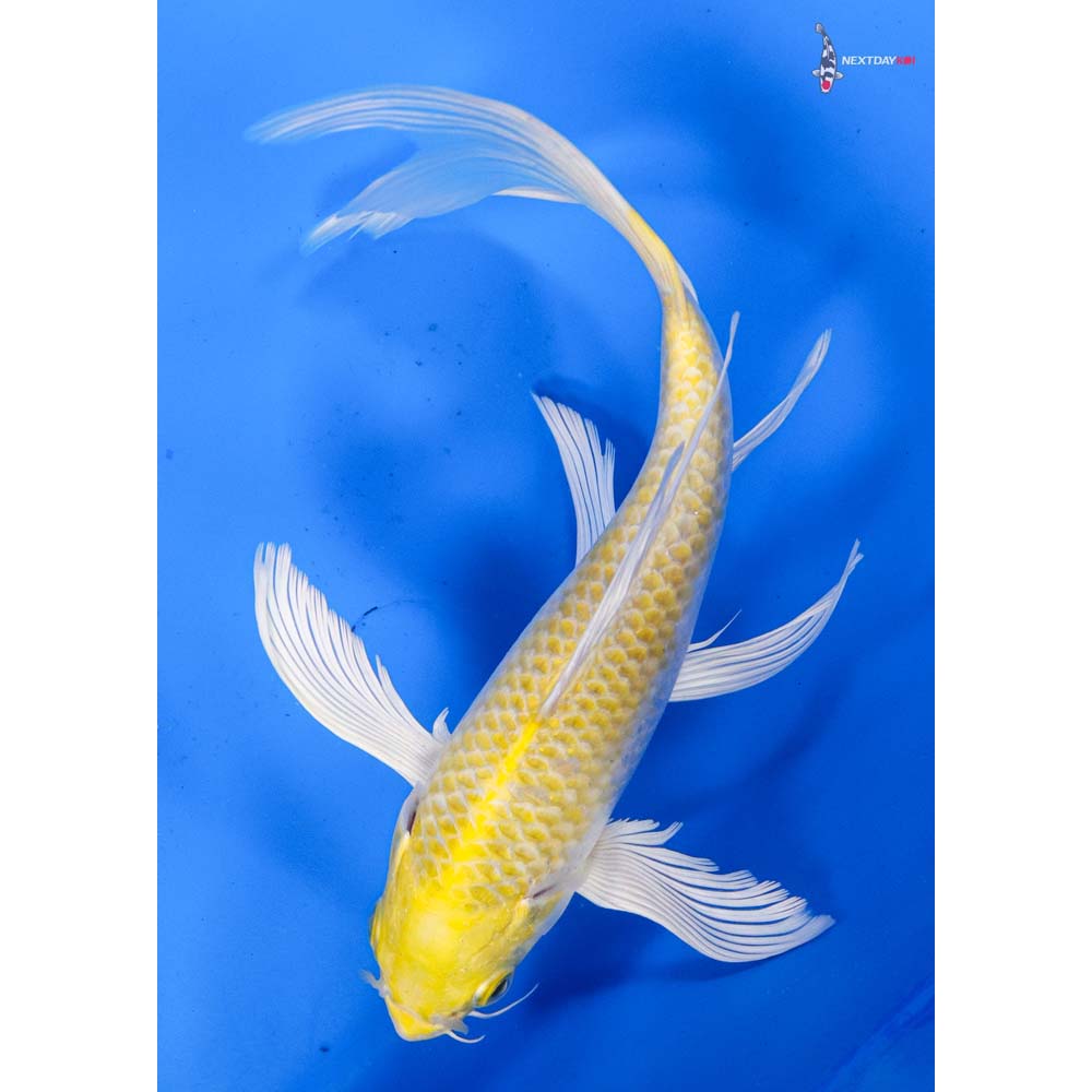 8.5” Imported Lemon Hariwake Butterfly Koi