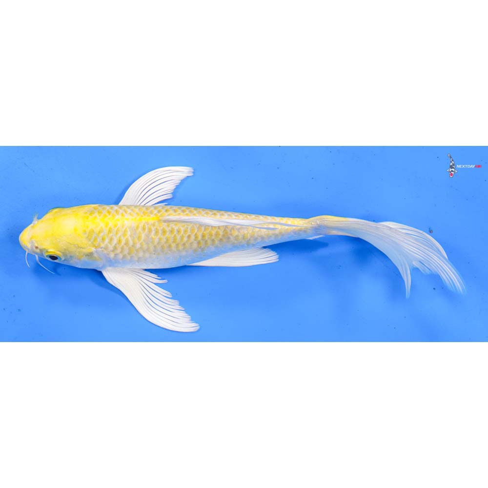 8.5” Imported Lemon Hariwake Butterfly Koi