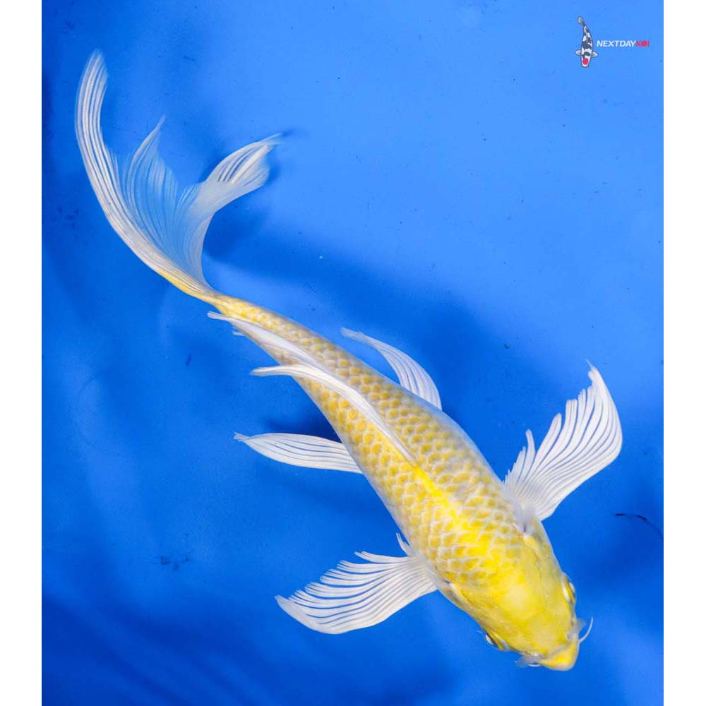 8.5” Imported Lemon Hariwake Butterfly Koi