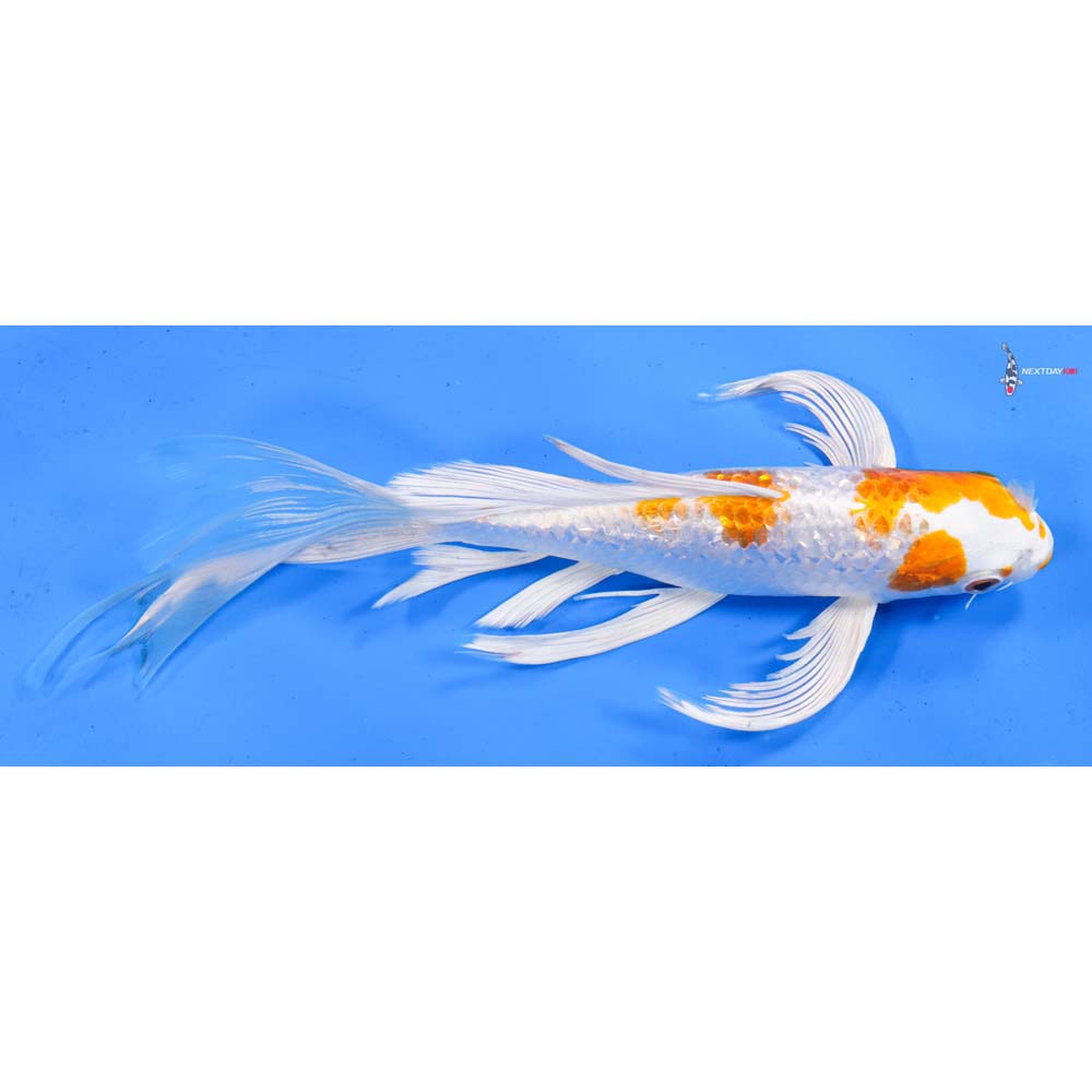 9” Imported Gin Rin Hariwake Butterfly Koi