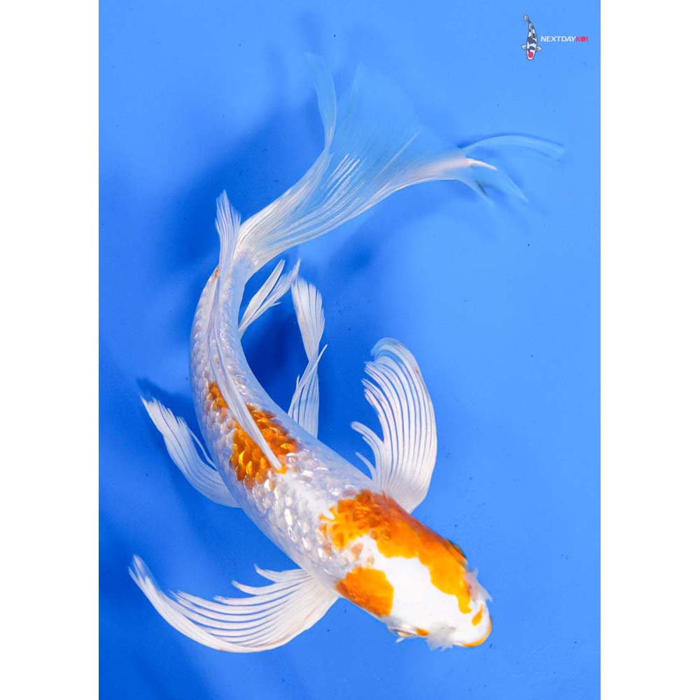 9” Imported Gin Rin Hariwake Butterfly Koi