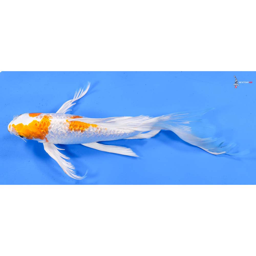 9” Imported Gin Rin Hariwake Butterfly Koi