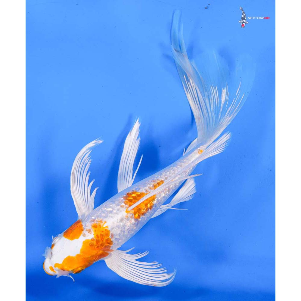 9” Imported Gin Rin Hariwake Butterfly Koi