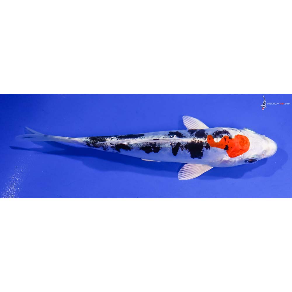 5.5” Imported Heisei Nishiki