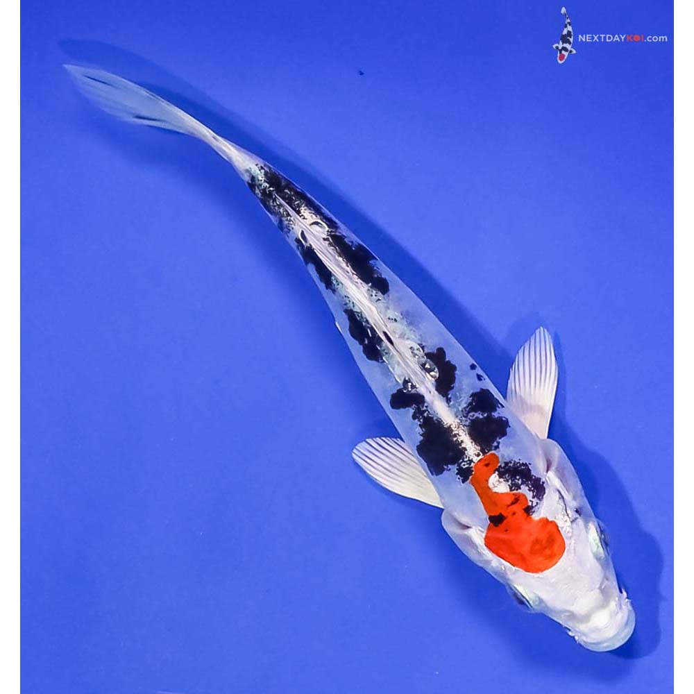 5.5” Imported Heisei Nishiki